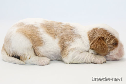 成約済の神奈川県のキャバリアキングチャールズスパニエル-303405の7枚目